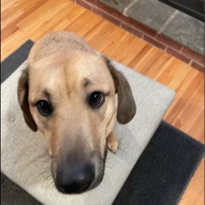 Meet your Posher, Rocco